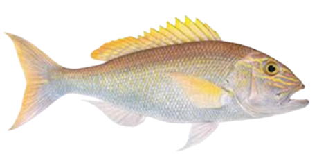 Goldband Snapper
